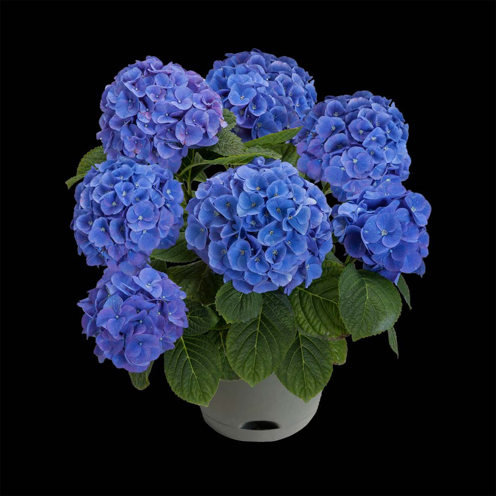 BLUE HYDRANGEA