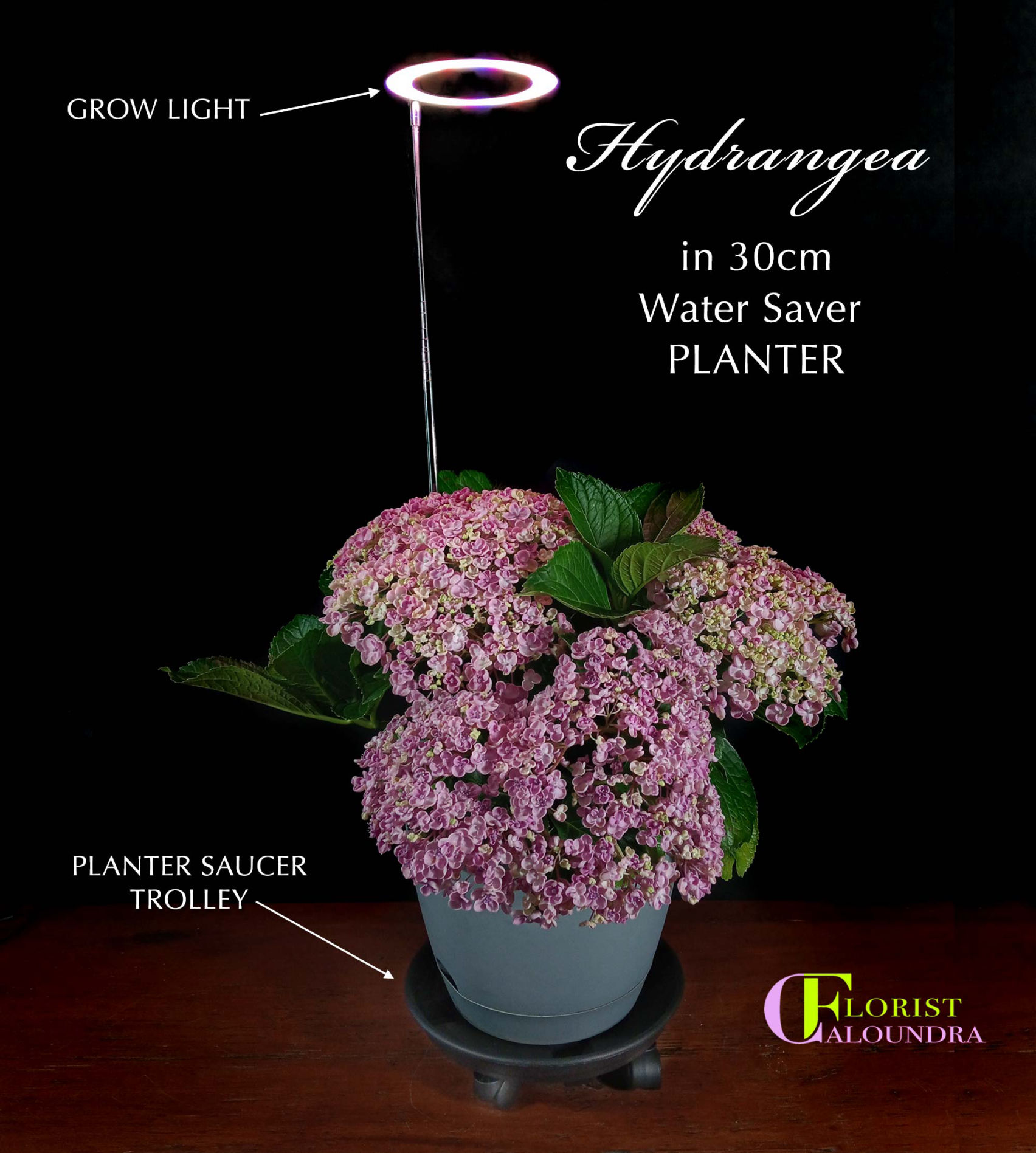 HYDRANGEA in 30cm PLANTER