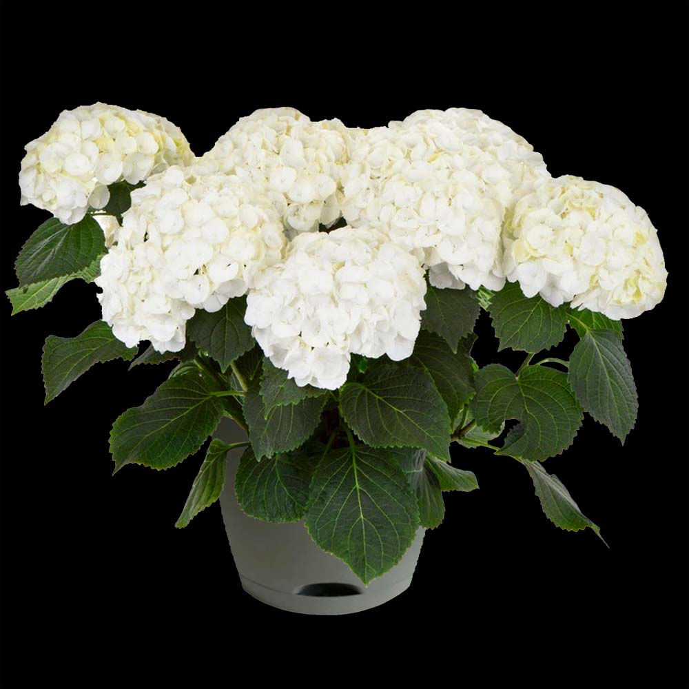 WHITE HYDRANGEA